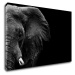 Impresi Obraz Slon na černém pozadí - 90 x 60 cm
