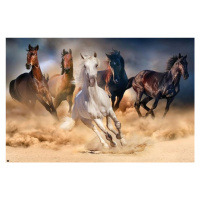 Plakát, Obraz - Koně - Five horses, (91.5 x 61 cm)