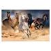 Plakát, Obraz - Koně - Five horses, 91.5x61 cm