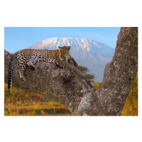 Fotografie African Leopard resting, Ayzenstayn, 40 × 26.7 cm