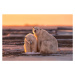 Fotografie Polar bears at sunset, Max Wang, 40 × 26.7 cm