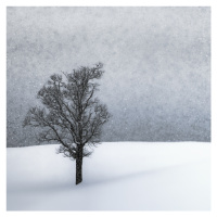 Fotografie LONELY TREE Idyllic Winterlandscape, Melanie Viola, 40 × 40 cm