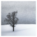 Fotografie LONELY TREE Idyllic Winterlandscape, Melanie Viola, 40 × 40 cm