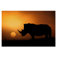 Fotografie Rhino Sunrise, Mario Moreno, 40x26.7 cm