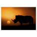 Fotografie Rhino Sunrise, Mario Moreno, 40 × 26.7 cm