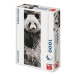 Panda v trávě Panoramic - puzzle z kategorie Zvířata