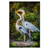 Fotografie Valentine's Day Birds, Troy Harrison, 26.7 × 40 cm