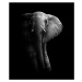 Fotografie Elephant!, WildPhotoArt, 33.7 × 40 cm