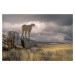 Fotografie Cheetah View, Marcel Egger, (40 x 26.7 cm)