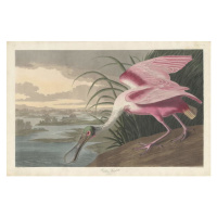 Obrazová reprodukce Roseate Spoonbill, 1836, John James (after) Audubon, 40 × 26.7 cm