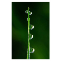 Fotografie Drops of dew, japedro, 26.7 × 40 cm