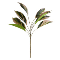 FLORISTA Aglaonema větvička 62 cm - zelená/růžová