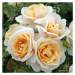 Růže Kordes 'Lions Rose' kmínek 80cm, květináč 7,5 litru