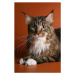 Fotografie Beige and brown maine coon cat, jehandmade, 26.7 × 40 cm