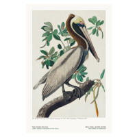 Ilustrace The Brown Pelican from The Birds of America - J. J. Audubon, 26.7x40 cm