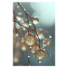 Fotografie Tiny Glass Berries No 2, Treechild, 26.7 × 40 cm