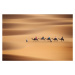 Fotografie Desert caravan, Clas Gustafson PRO, 40 × 26.7 cm