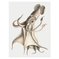 Ilustrace The Cockeyed Squid - Carl Chun, (30 x 40 cm)