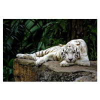 Fotografie White tiger, Lau Yan Wai (c), (40 x 26.7 cm)