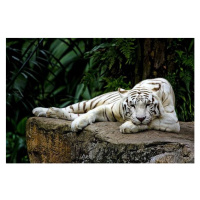 Fotografie White tiger, Lau Yan Wai (c), 40 × 26.7 cm