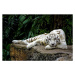 Umělecká fotografie White tiger, Lau Yan Wai (c), (40 x 26.7 cm)