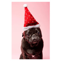 Fotografie Grumpy Pug Wearing a Christmas Hat, ClarkandCompany, 26.7 × 40 cm