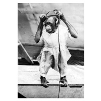 Fotografie Duke The Chimp, Henry Guttmann, 26.7 × 40 cm