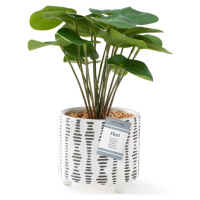 Umělá rostlina (výška 23 cm) Flori Pilea – AmeliaHome