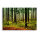 Plátno 3D Lesní Krajina Varianta: 30x20
