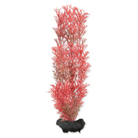 Tetra Myriophyllum heterophyllum - Red Foxtail 23 cm