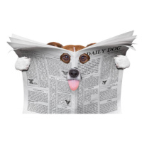 Fotografie spy dog reading a newspaper, damedeeso, 40 × 22.2 cm