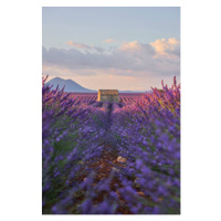 Ilustrace Small cabin in a lavender field during sunrise., 1111IESPDJ, 26.7 × 40 cm