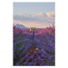 Ilustrace Small cabin in a lavender field during sunrise., 1111IESPDJ, 26.7 × 40 cm