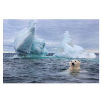 Fotografie Polar Bear Swimming near Sea Ice, Paul Souders, 40 × 26.7 cm