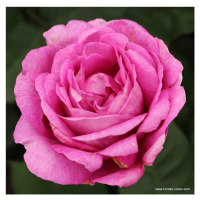 Růže Kordes Parfuma 'Carmen Würth' 2 litry