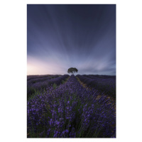 Fotografie The tree and the lavender, Jorge Ruiz Dueso, 26.7x40 cm