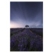 Fotografie The tree and the lavender, Jorge Ruiz Dueso, 26.7 × 40 cm