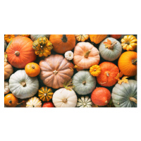Fotografie Various fresh ripe pumpkins as background, AlexRaths, (40 x 22.5 cm)