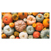 Fotografie Various fresh ripe pumpkins as background, AlexRaths, 40 × 22.2 cm