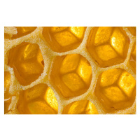 Fotografie Close up honeycomb, Jonathan Knowles, 40 × 26.7 cm