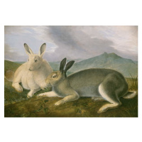 John James (after) Audubon - Obrazová reprodukce Arctic Hare, c.1841, (40 x 26.7 cm)