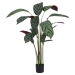 Umělá rostlina (výška 150 cm) Calathea – Ixia