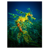 Fotografie Leafy Sea Dragon - male with eggs, Jan Abadschieff, 30 × 40 cm