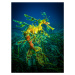 Fotografie Leafy Sea Dragon - male with eggs, Jan Abadschieff, 30 × 40 cm