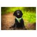 Vsepropejska Wabi mikina s avokádem pro psa Barva: Zelená, Délka zad (cm): 36, Obvod hrudníku: 4