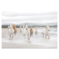 KOMR 689-8 Komar obrazová otiratelná fototapeta Komar White Horses, velikost 368x254 cm