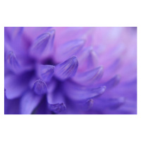 Fotografie Chrysanthemum Petals Purple Blue Pink Gradient, Anna Bliokh, 40 × 26.7 cm