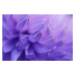 Fotografie Chrysanthemum Petals Purple Blue Pink Gradient, Anna Bliokh, 40 × 26.7 cm