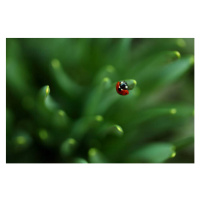 Fotografie Ladybug, Sanja Baljkas, 40 × 26.7 cm