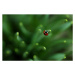 Fotografie Ladybug, Sanja Baljkas, 40x26.7 cm